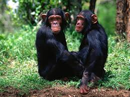 Monos