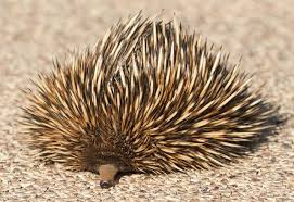 Equidna
