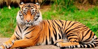 Tigre acostado