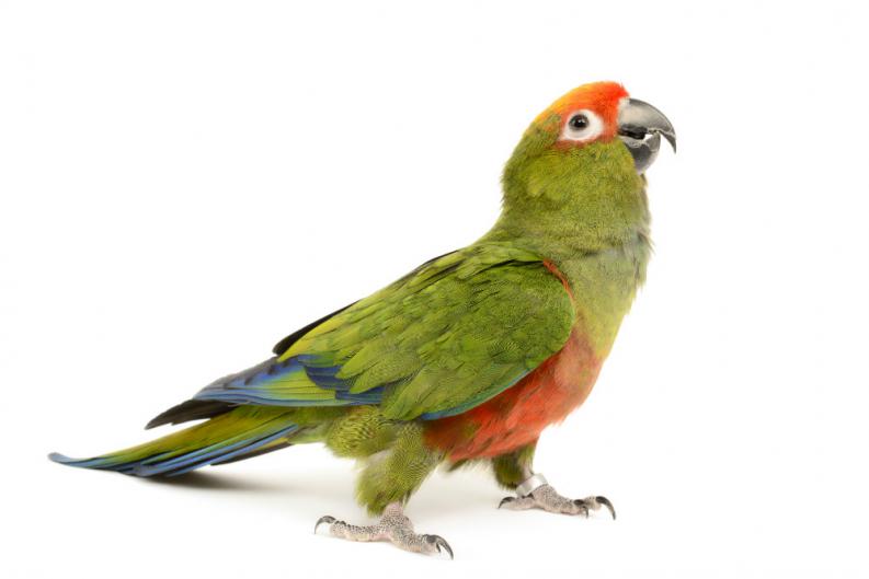 Loro