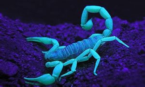 Escorpión o Alacran bajo la luz ultra violeta Escorpión o Alacran bajo la luz ultra violeta