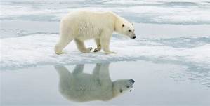 Oso Polar