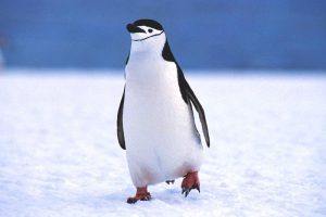 Pingüino