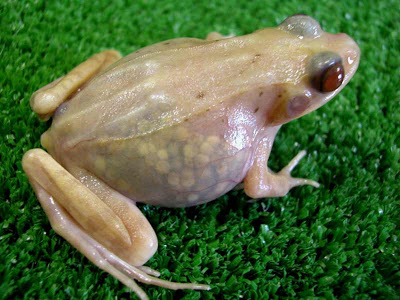 Rana