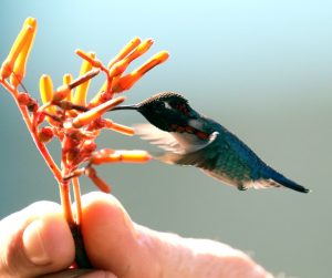 Colibrí Zunzuncito extrayendo el polen de la flor para alimentarse