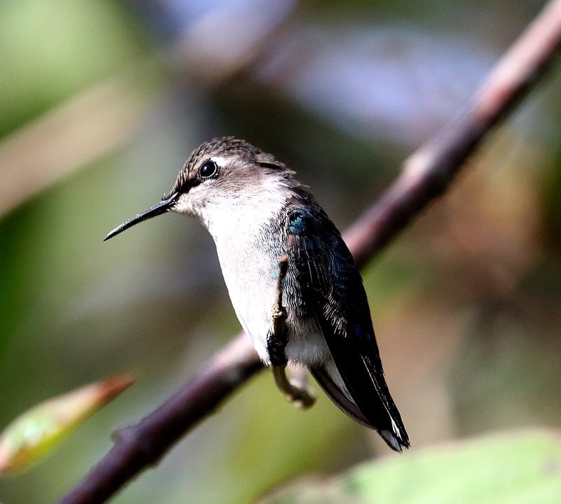 Colibrí Zunzuncito hembra