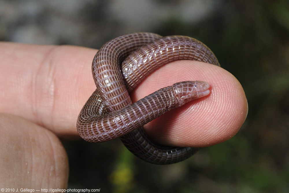 Culebrilla ciega