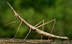 Fasmatodeos