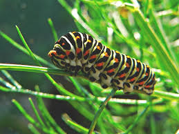 Gusano