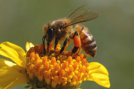 Abeja