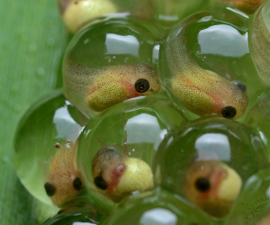 Huevos de anfibios