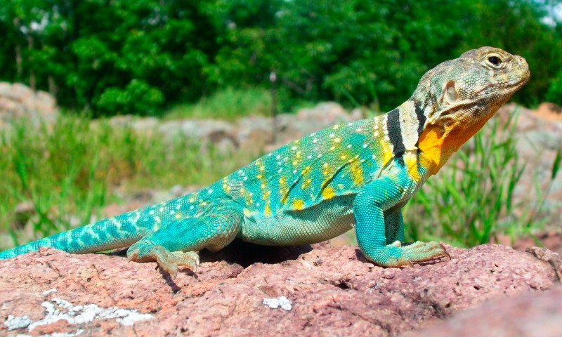 Lagarto