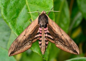 Mariposa nocturna