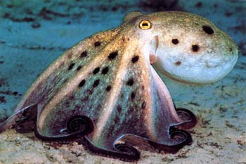 Pulpo
