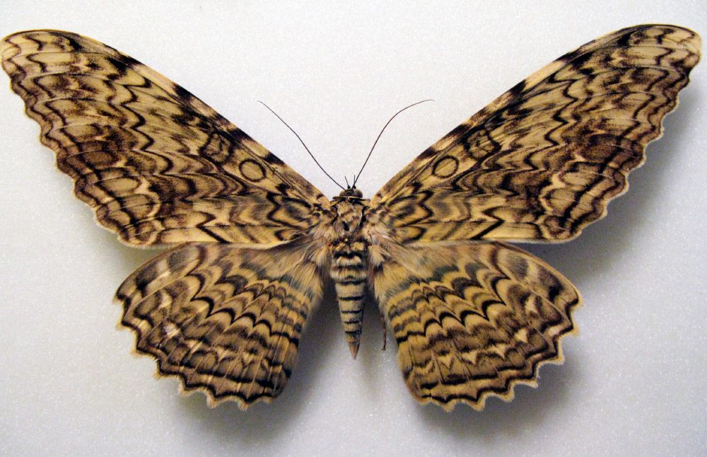 Polilla