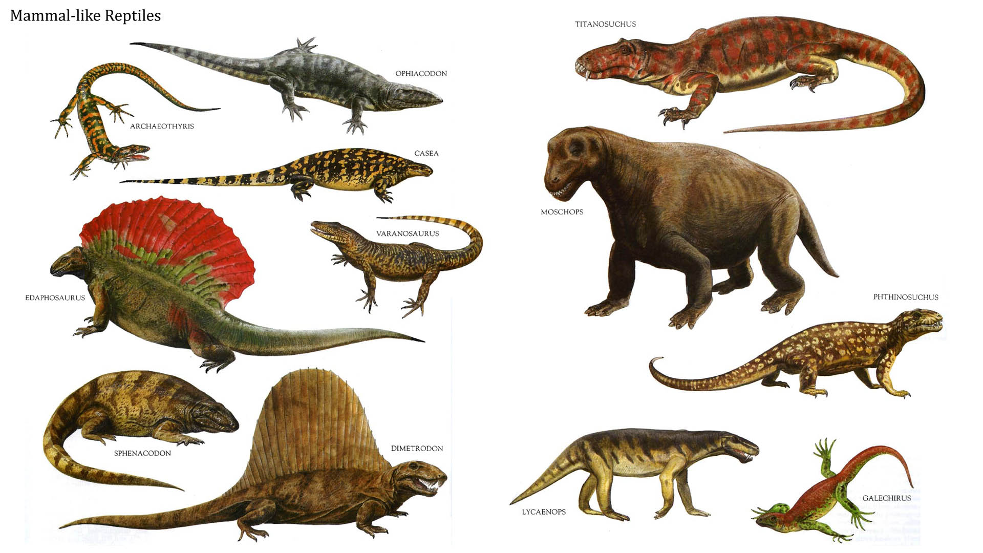Reptiles