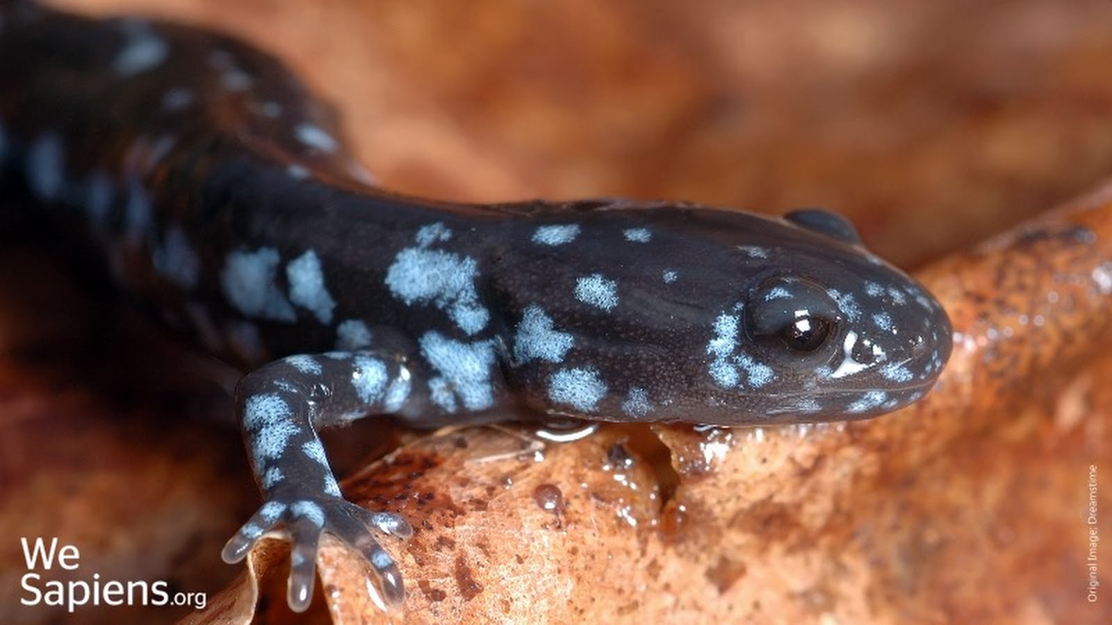 Salamandra puntos azules