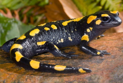 Salamandra