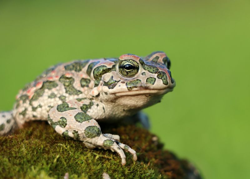 Sapo