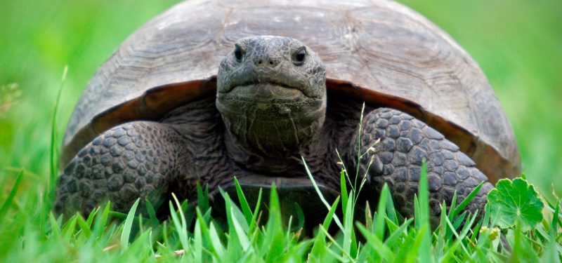 Tortuga terrestre