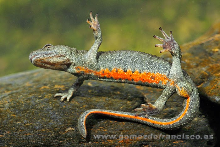Tritón