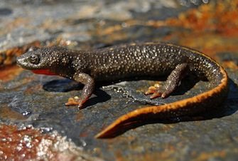 Tritón