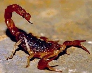 Escorpión Rojo preparado para cazar