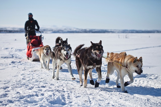 Malamutes de Alaska jalando de un trineo