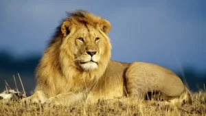 El León