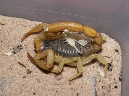 Escorpión Rojo hembra con sus crías
