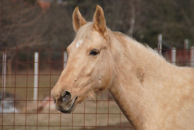 Caballo marrón claro