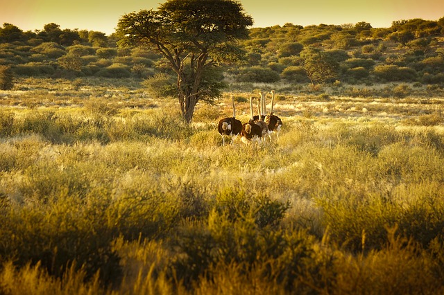 Avestruces en África