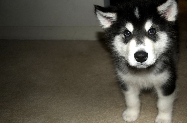Malamute de Alaska cachorro