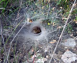 Nido en forma de embudo de la Araña Hobo