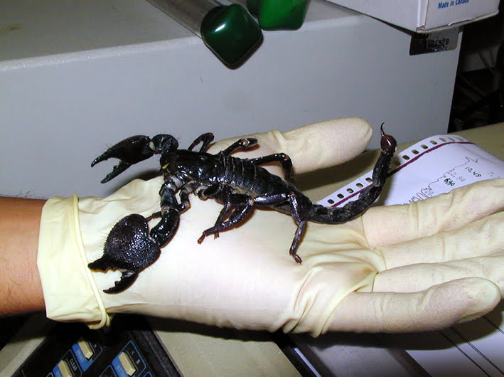 Escorpión Emperador