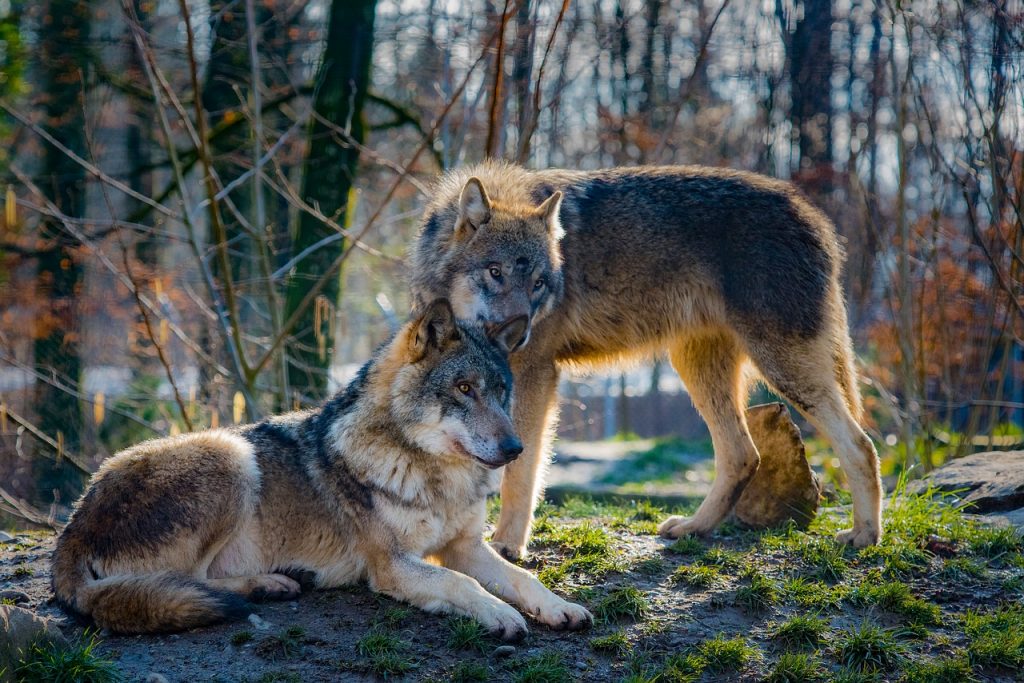 Macho alfa y Hembra beta