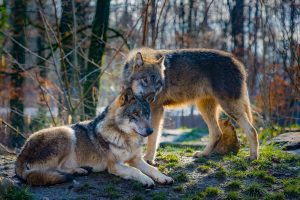 Macho alfa y Hembra beta
