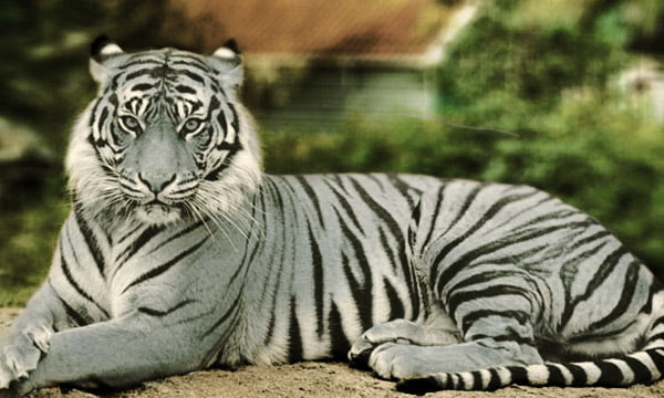 Tigre Maltés