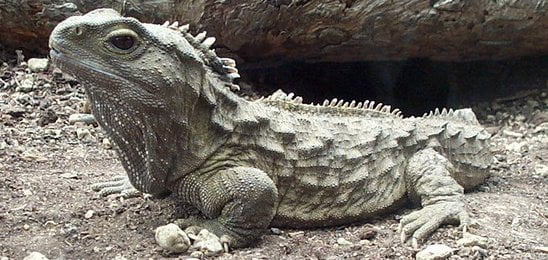 Tuátara