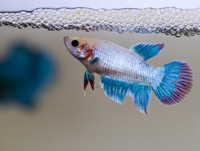 Betta hembra vigilando sus huevos