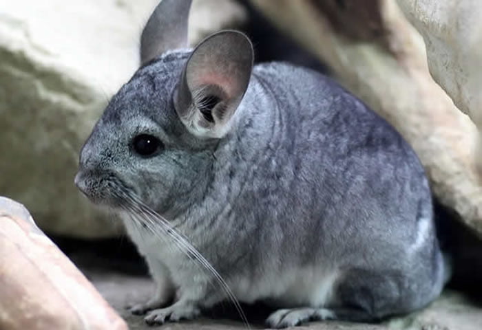 Chinchilla Real en cautiverio Chinchilla Real en cautiverio