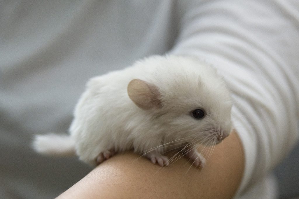 Chinchilla Real cría