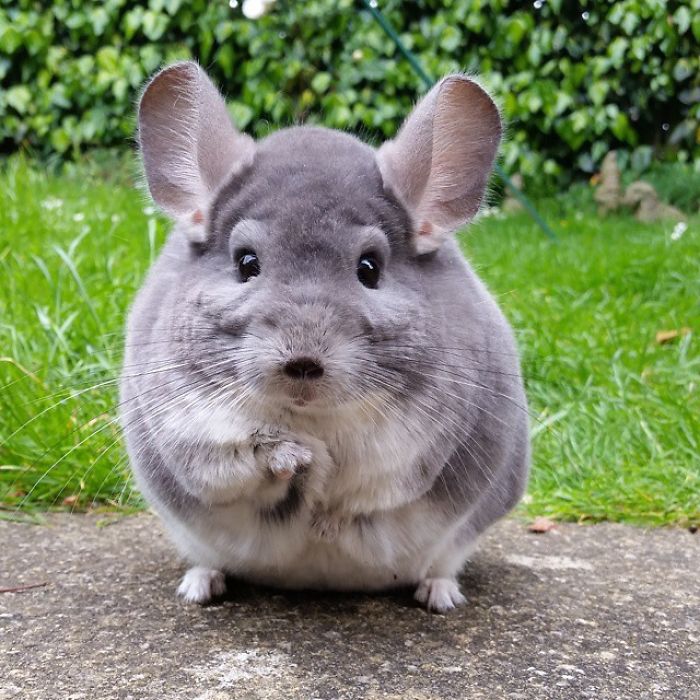 Chinchilla Real como mascota