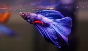 Pez Betta
