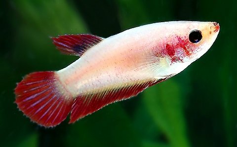 Betta hembra