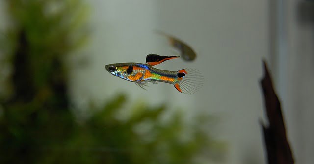 Pez guppy
