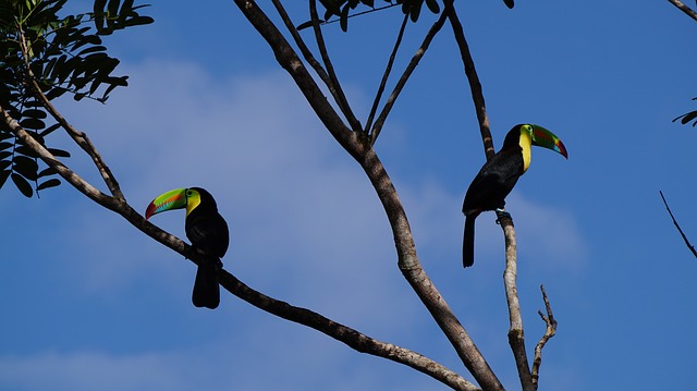 Pareja de tucanes