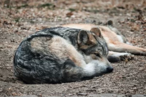 Lobo gris mexicano