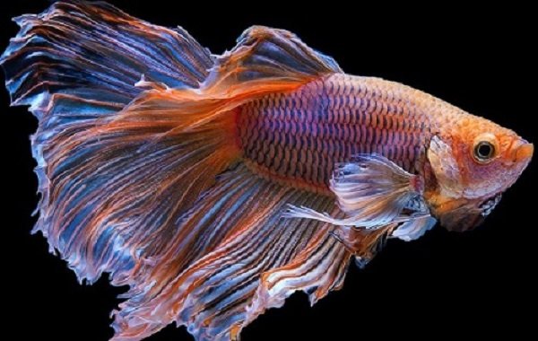 Betta macho