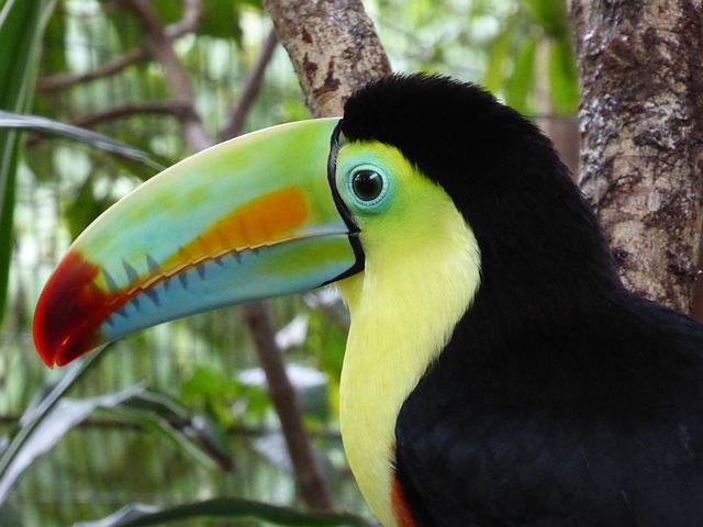 Tucán de llamativos colores